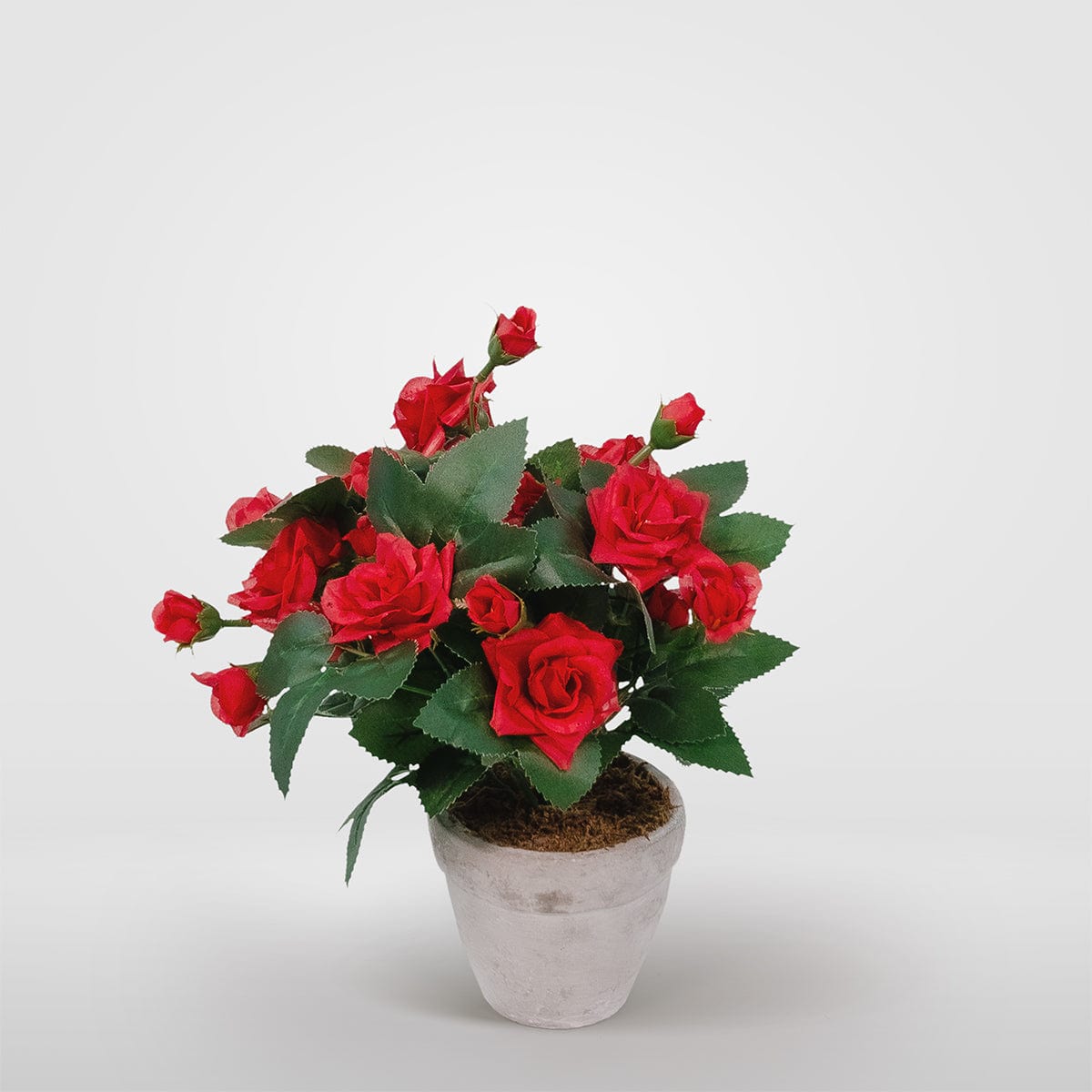 Mini Red Rose Bush