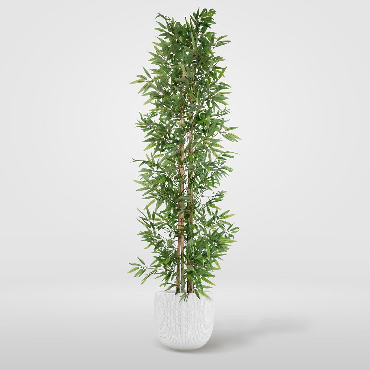 Bambù Orientale