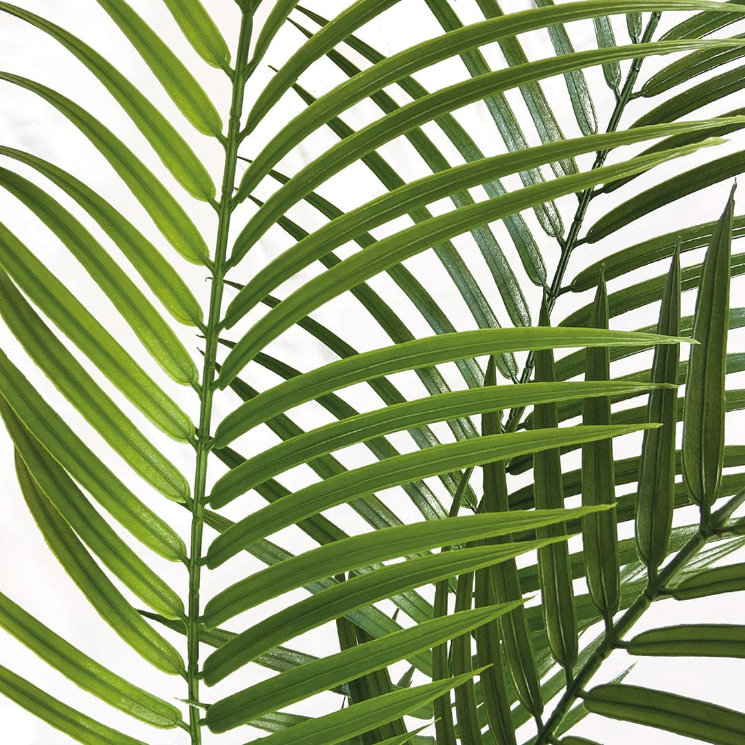 Amazonische Palme