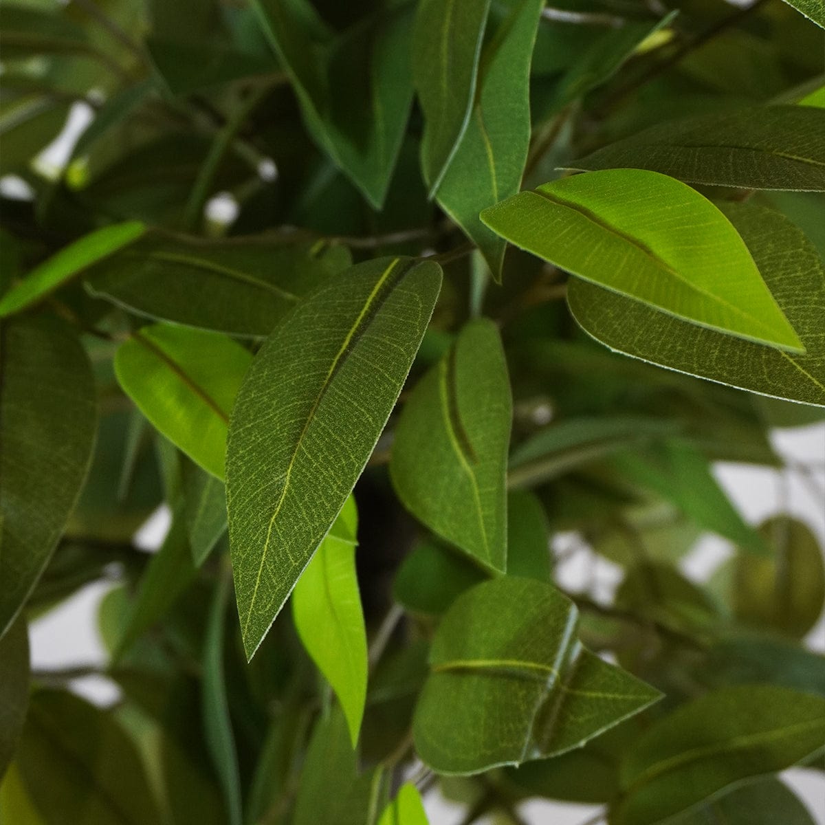 Ficus 2 Coppe