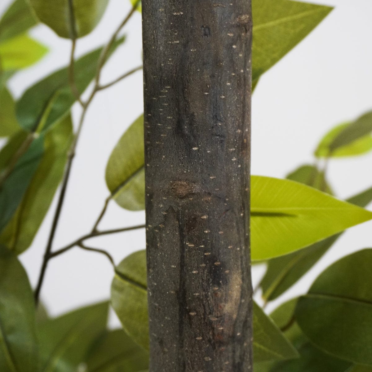 Ficus 2 Coppe