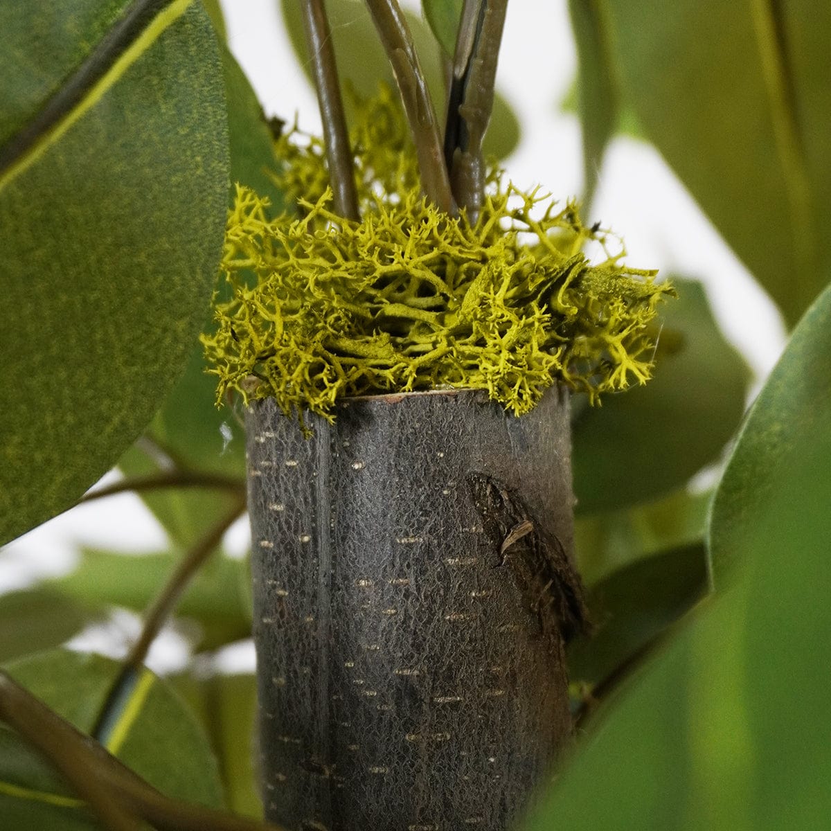 Ficus 3 Cups