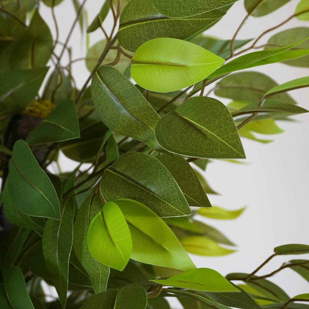 Ficus 3 Cups