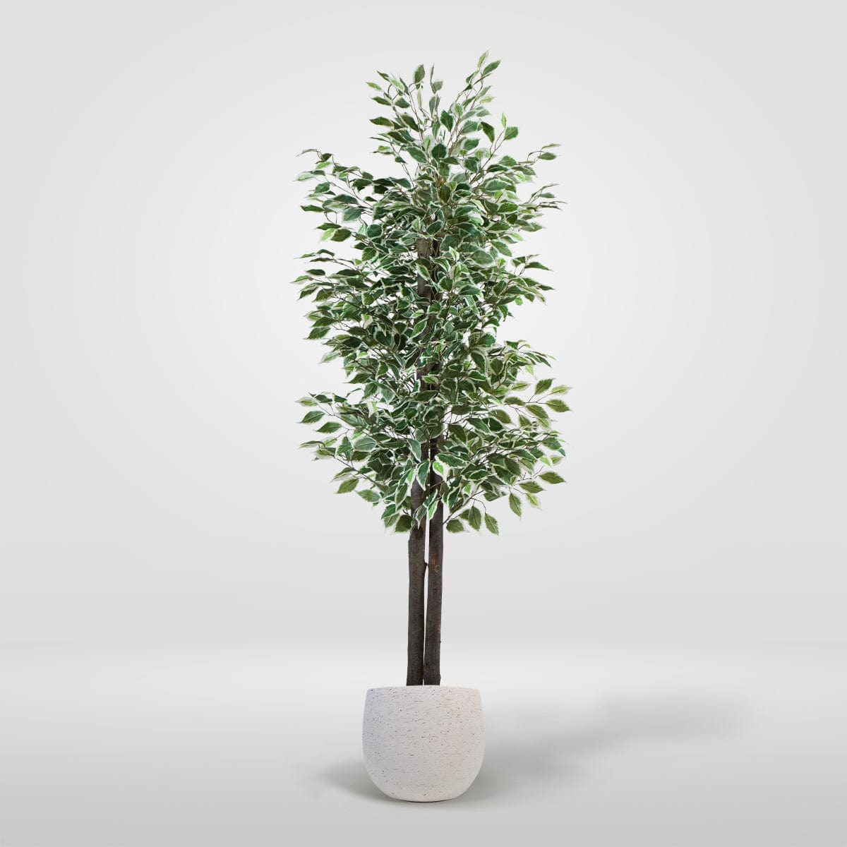 Zweifarbiger Ficus