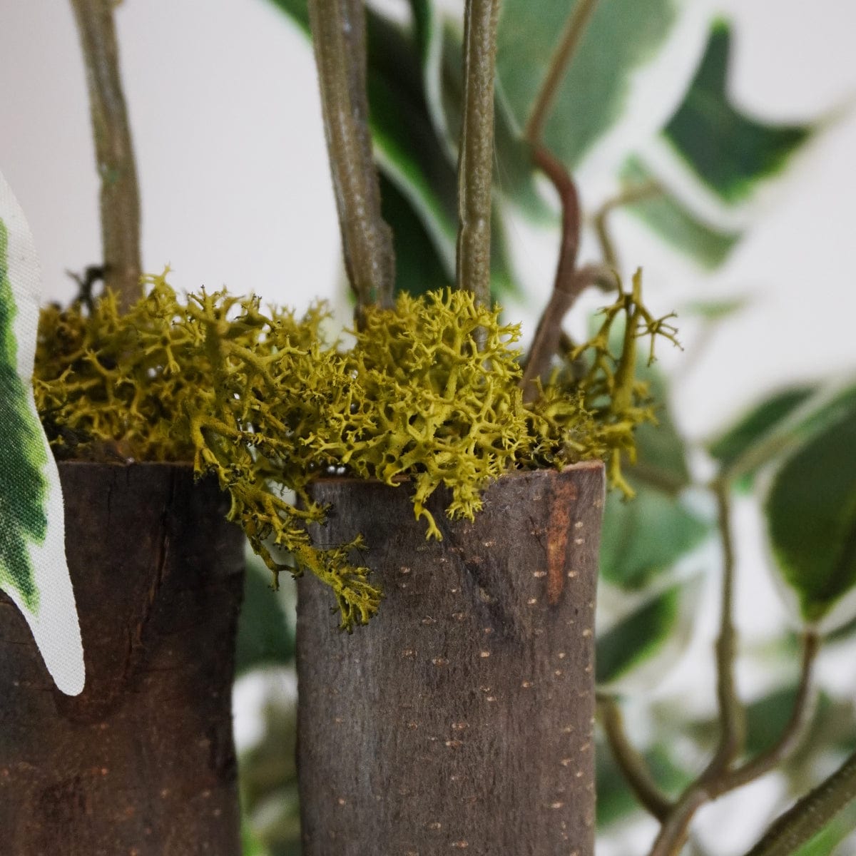 Zweifarbiger Ficus