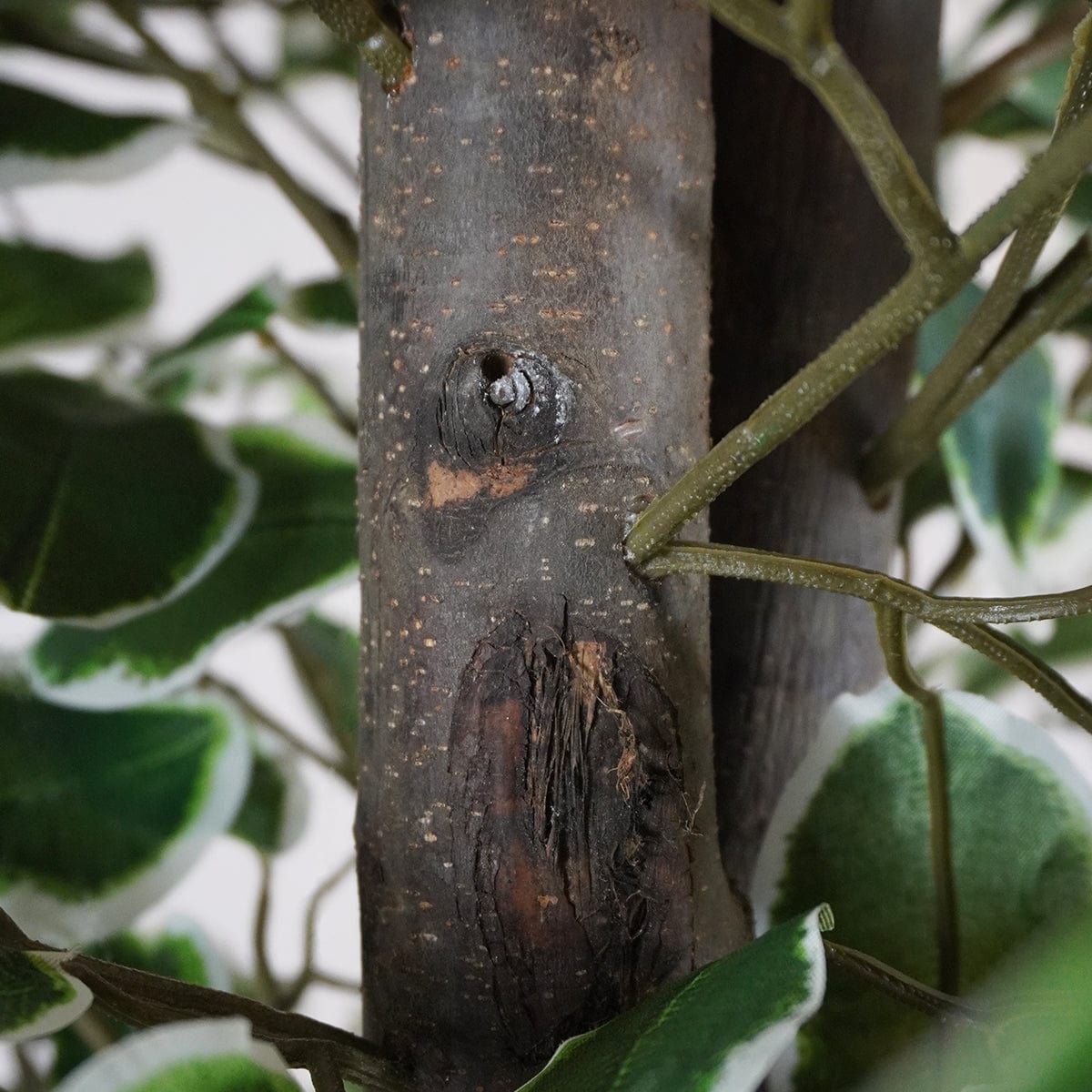 Zweifarbiger Ficus