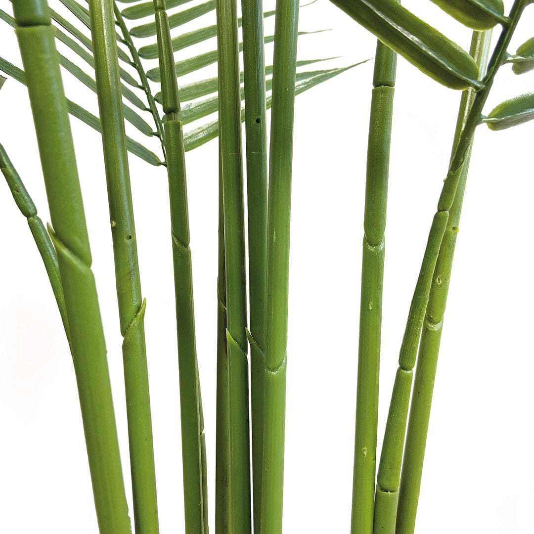 Amazonische Palme