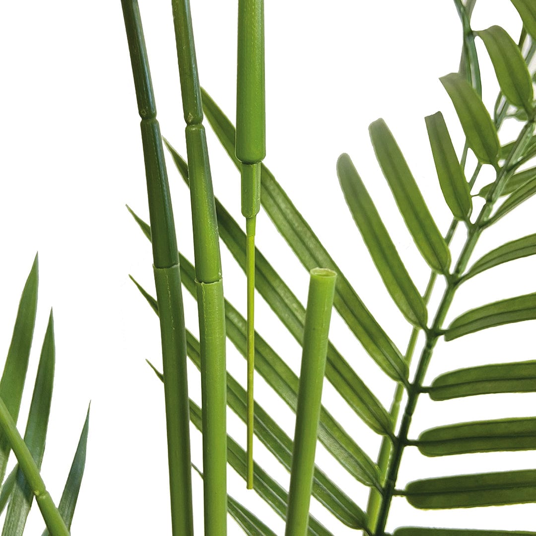 Amazonische Palme