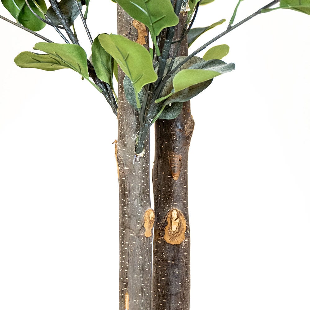 Eucalyptus tree