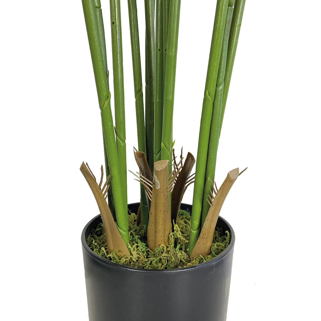 Amazonische Palme