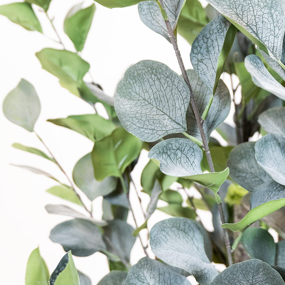 Eucalyptus tree