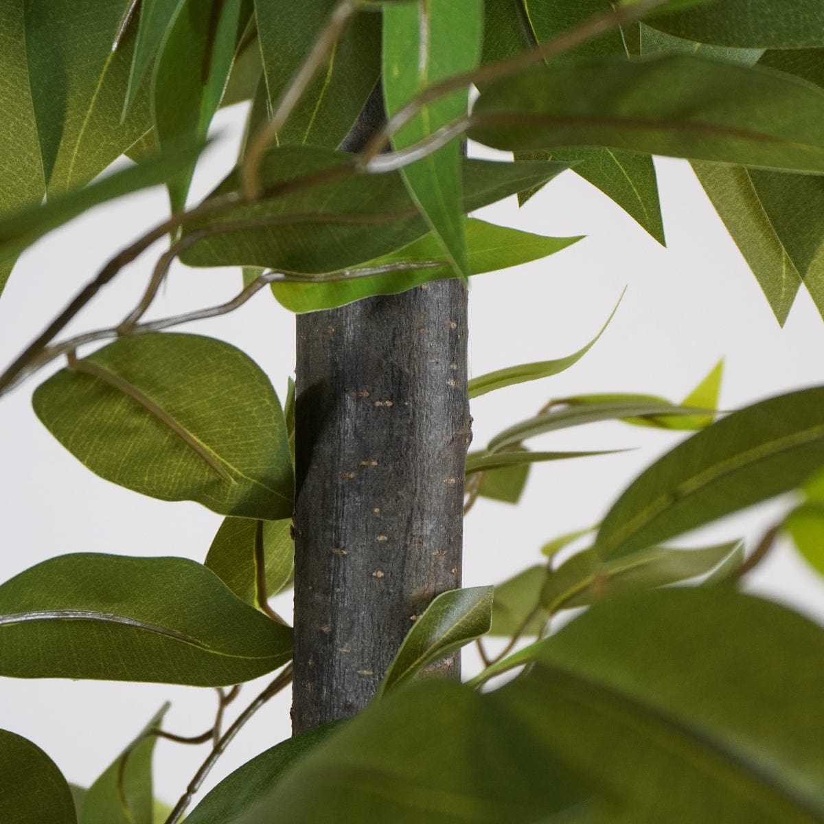 Ficus Wild