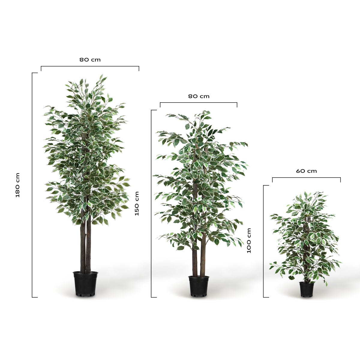 Zweifarbiger Ficus