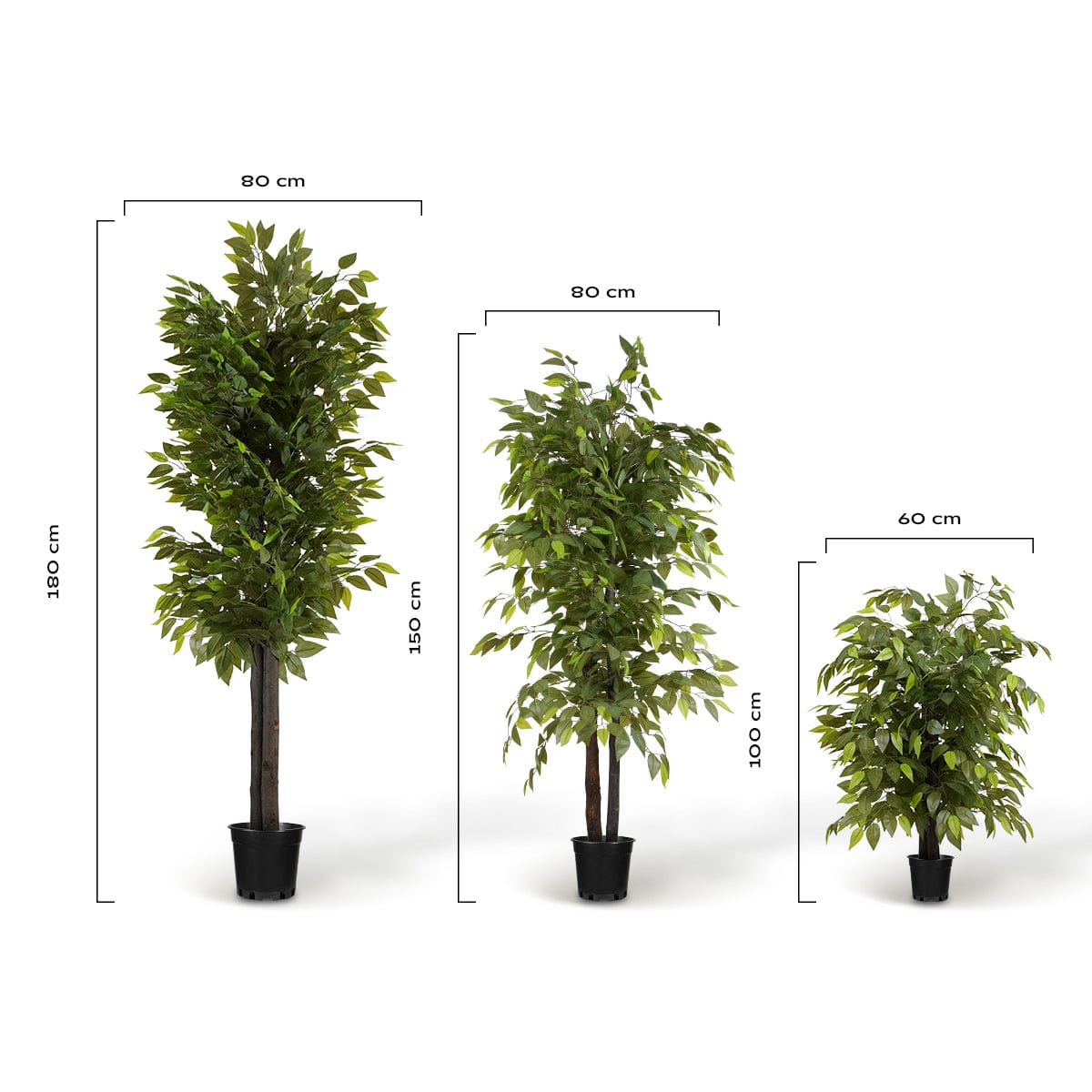 Ficus Wild