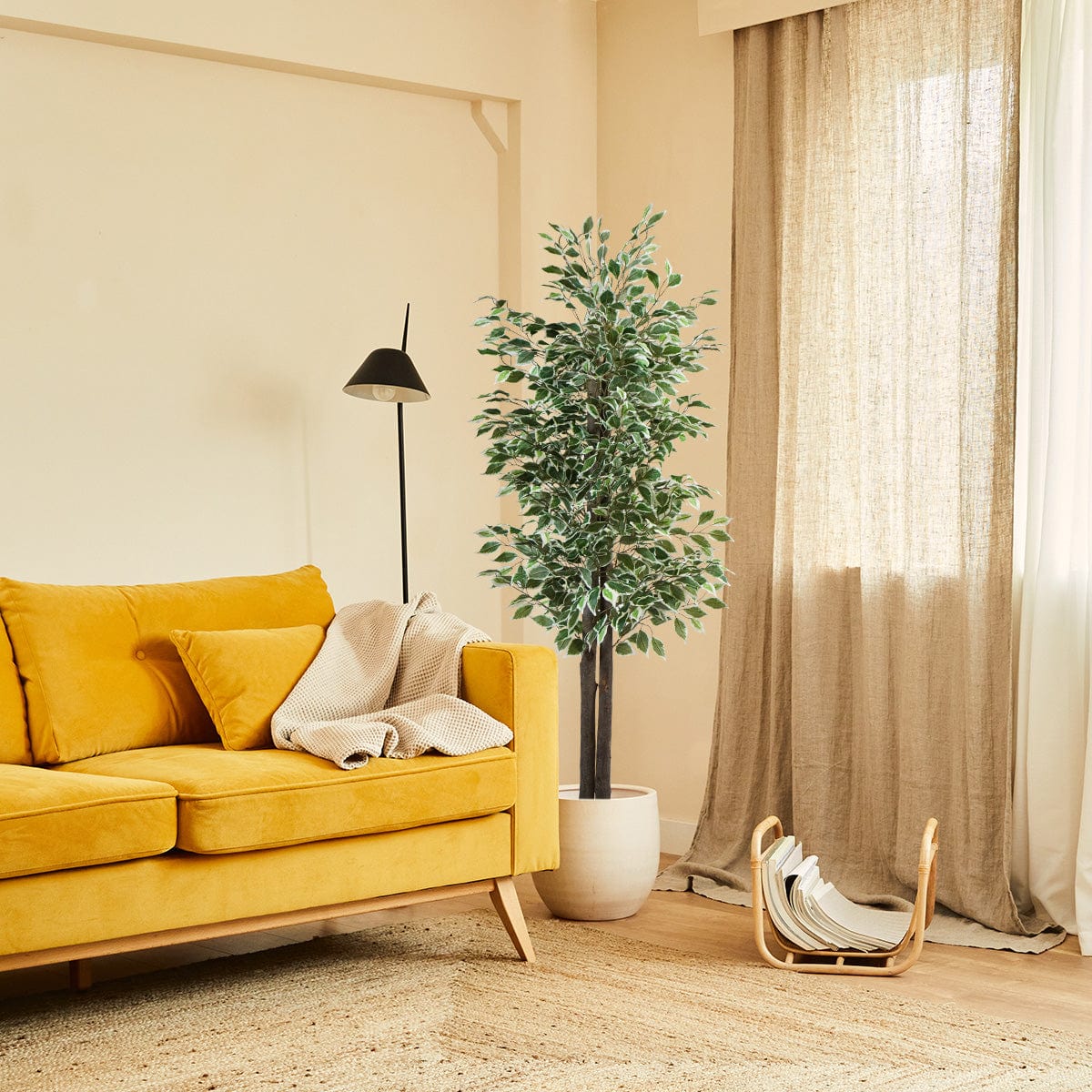 Zweifarbiger Ficus