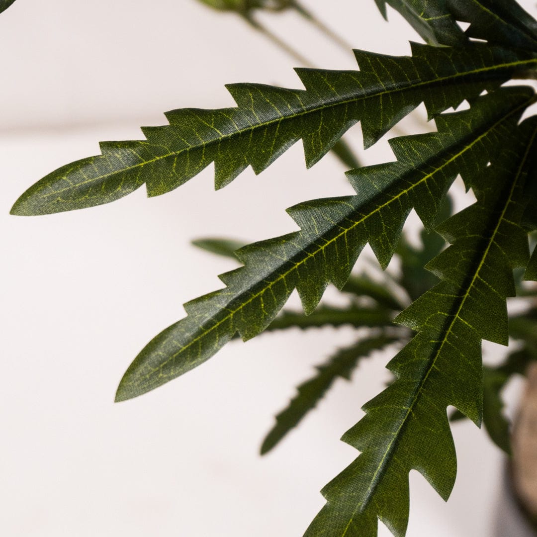Aralia tree