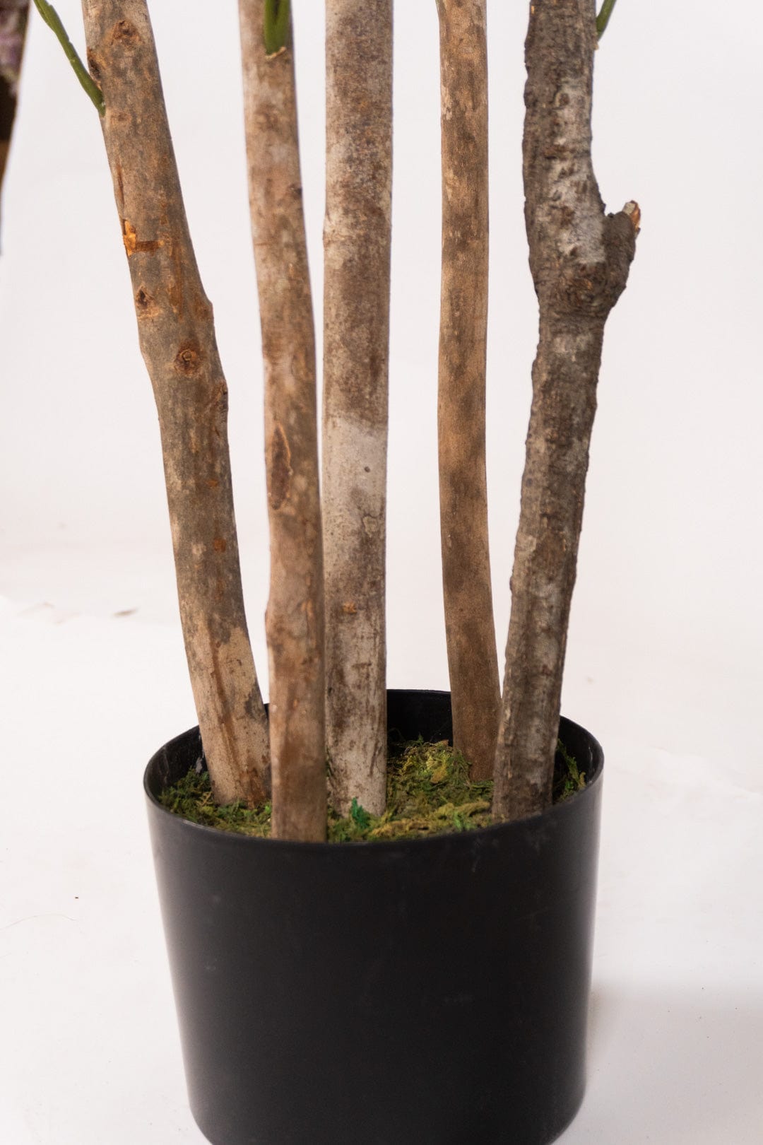 Aralia tree