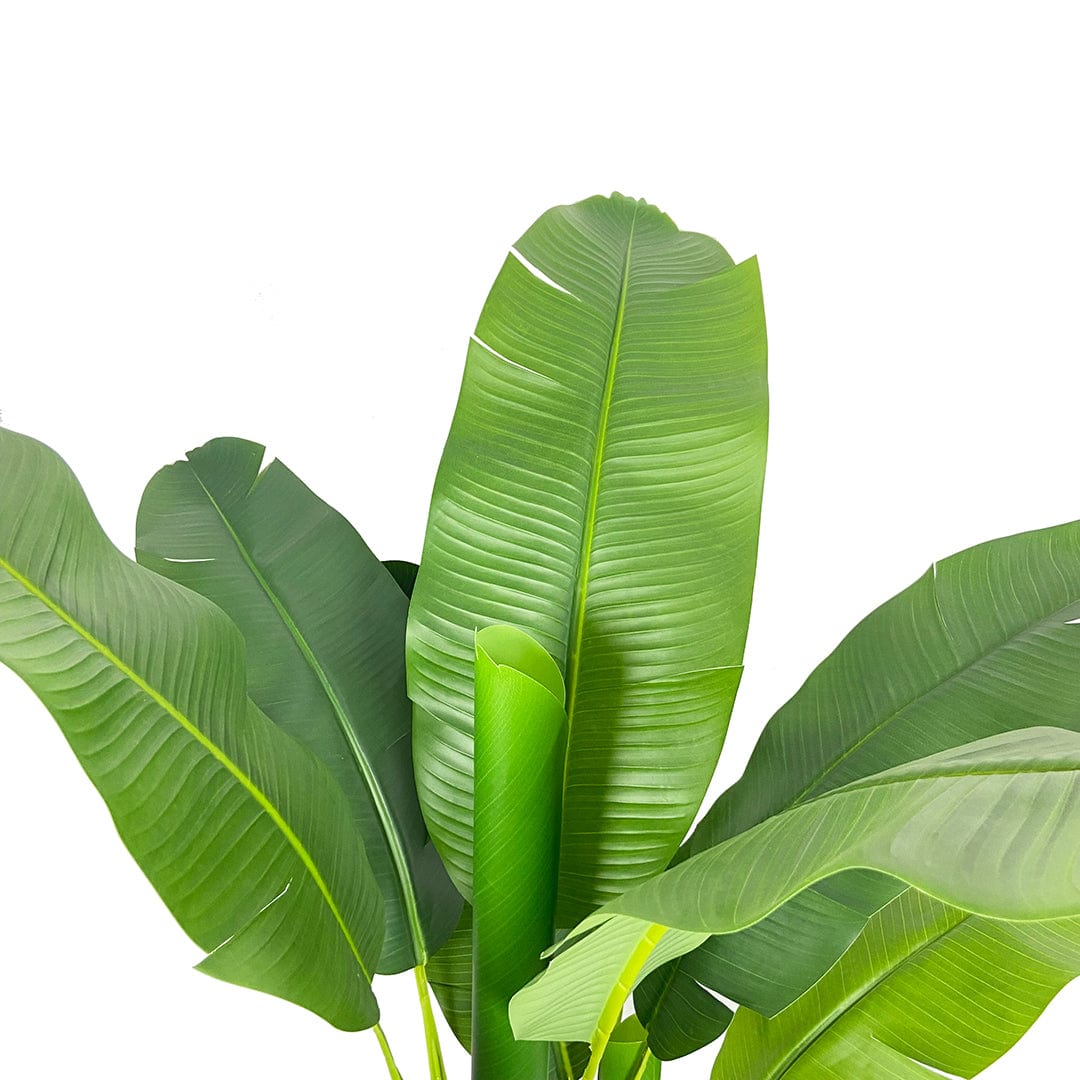Banana tree