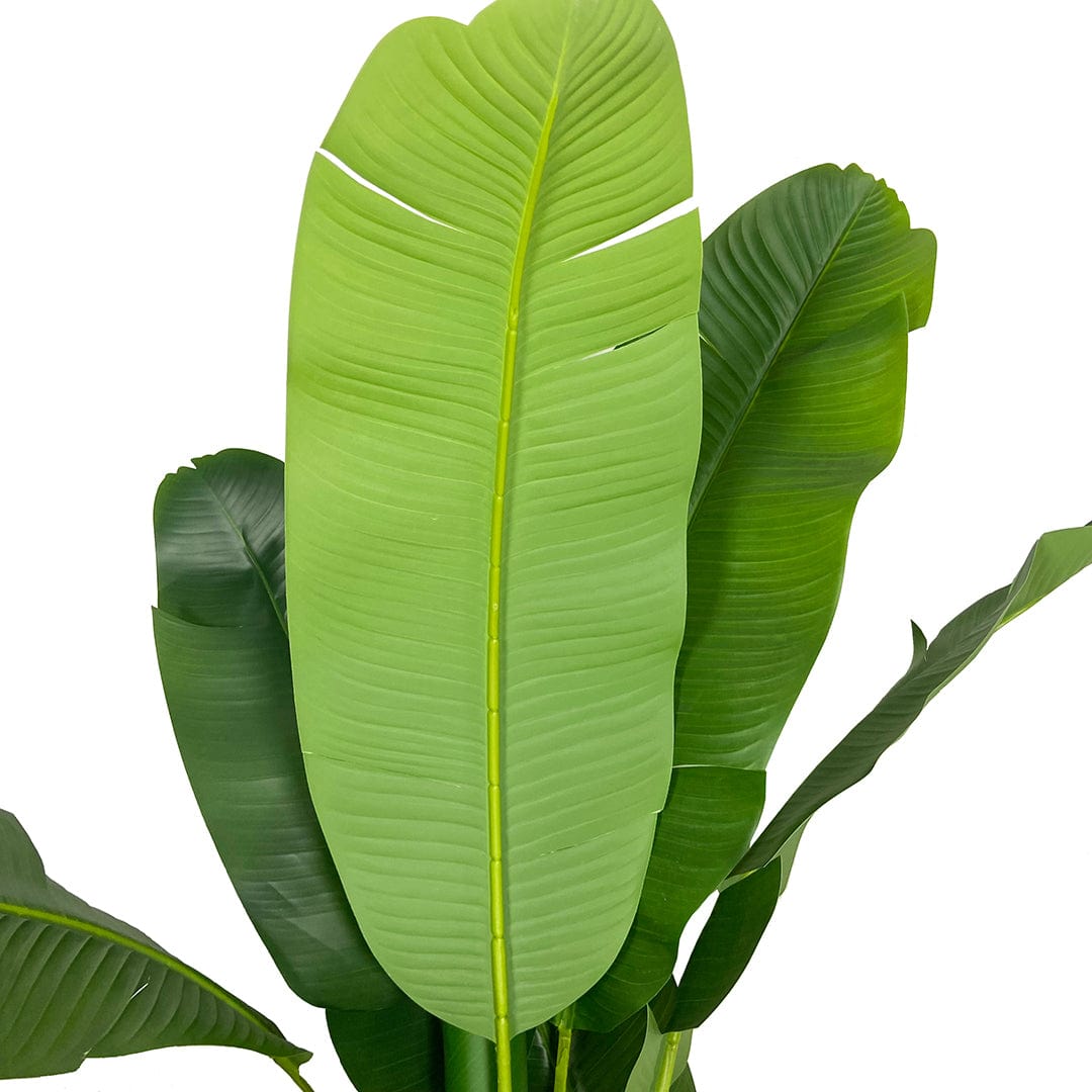 Banana tree