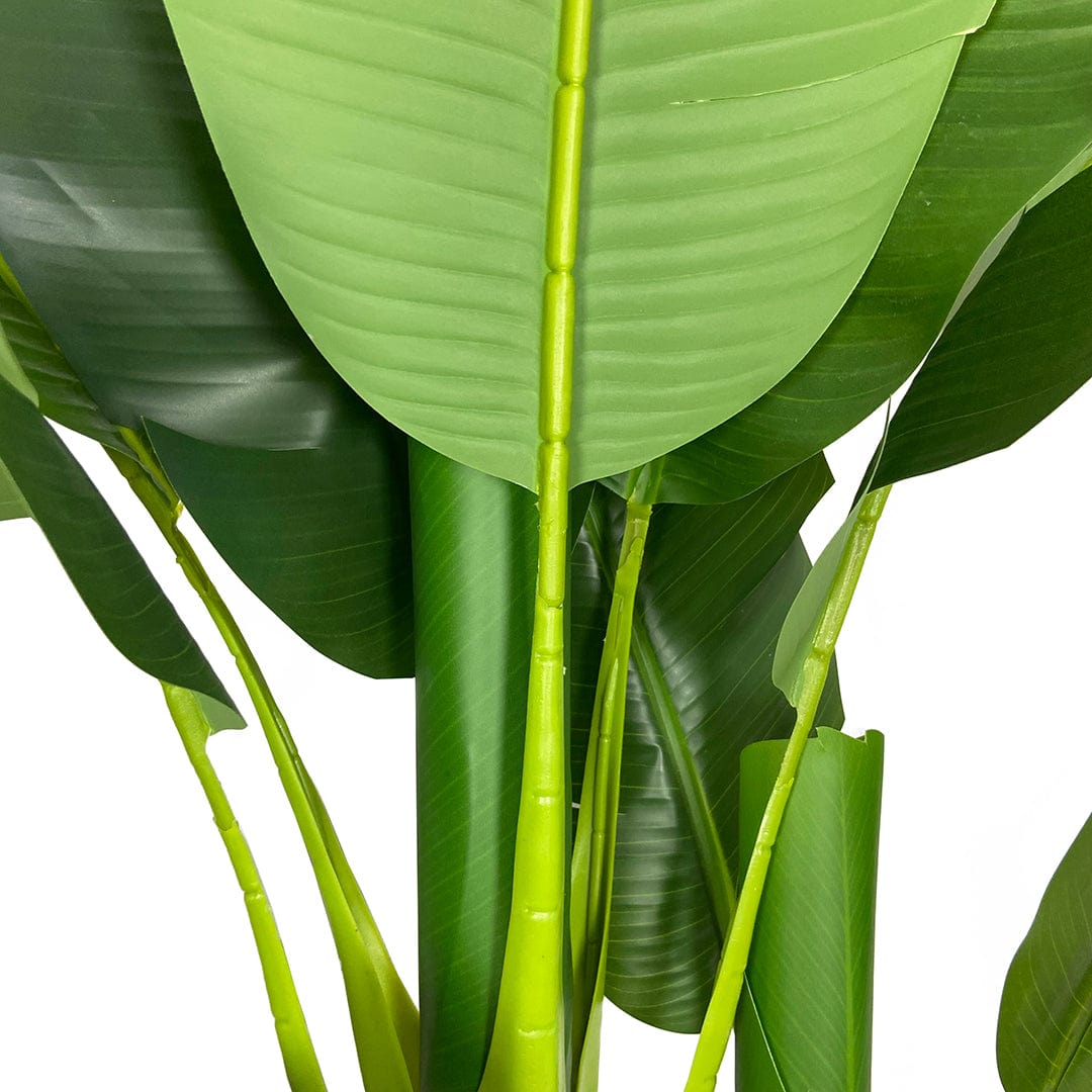Banana tree