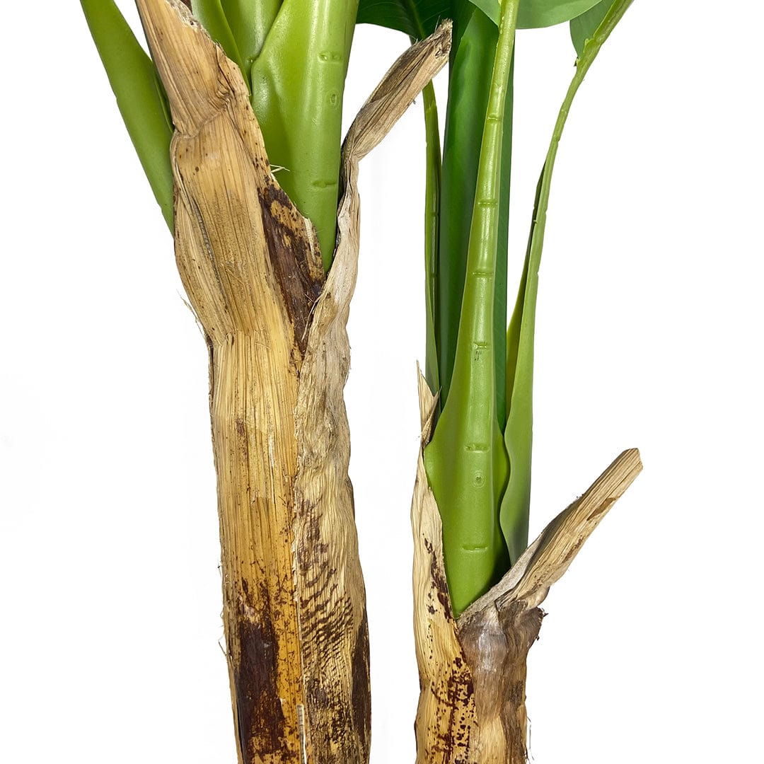 Banana tree