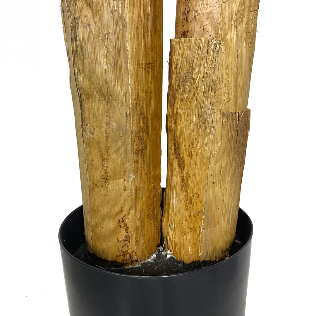 Banana tree
