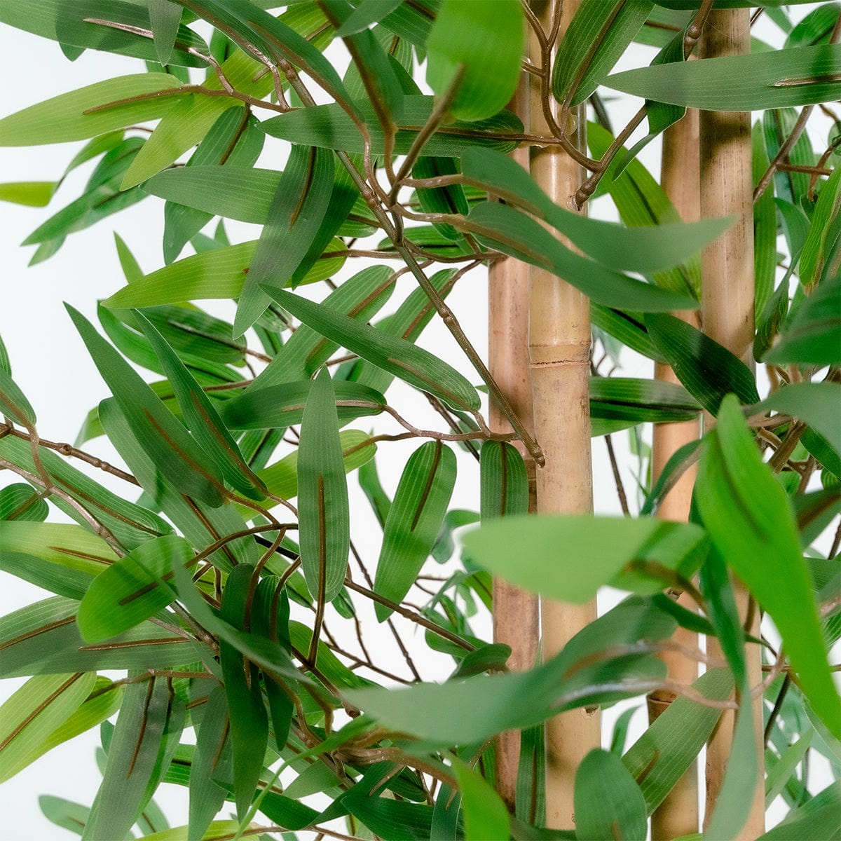 Oriental Bamboo