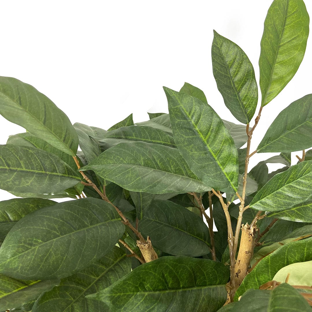 Coffee Tree