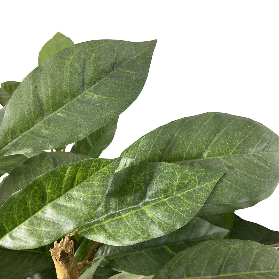 Coffee Tree