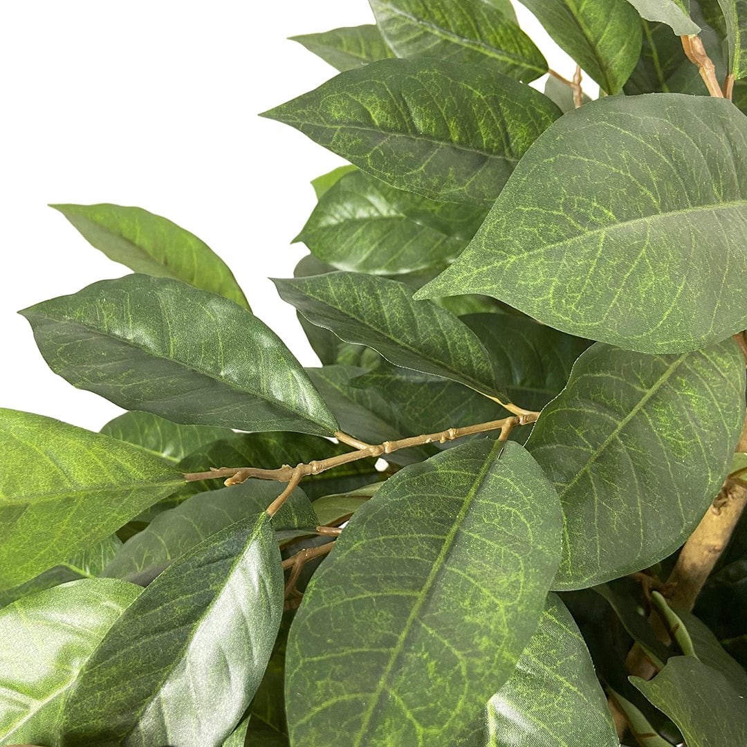 Coffee Tree