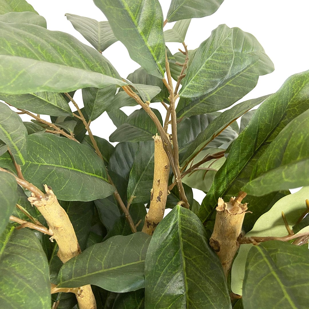 Coffee Tree
