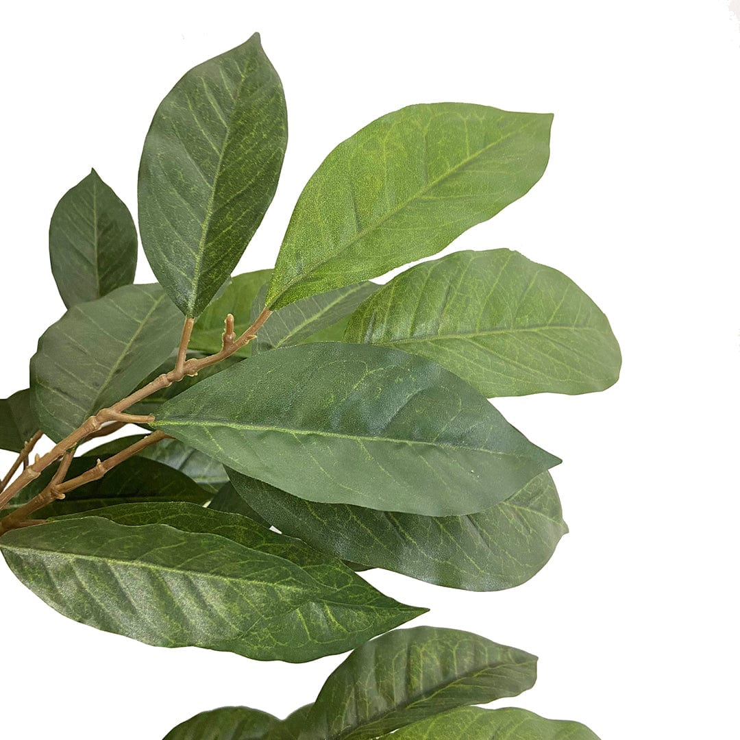 Coffee Tree