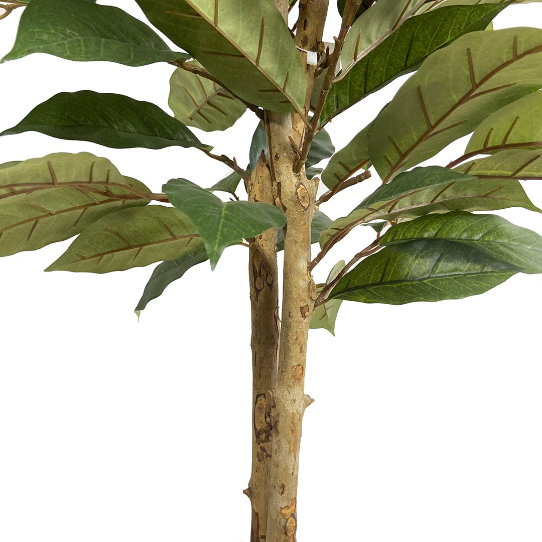 Coffee Tree