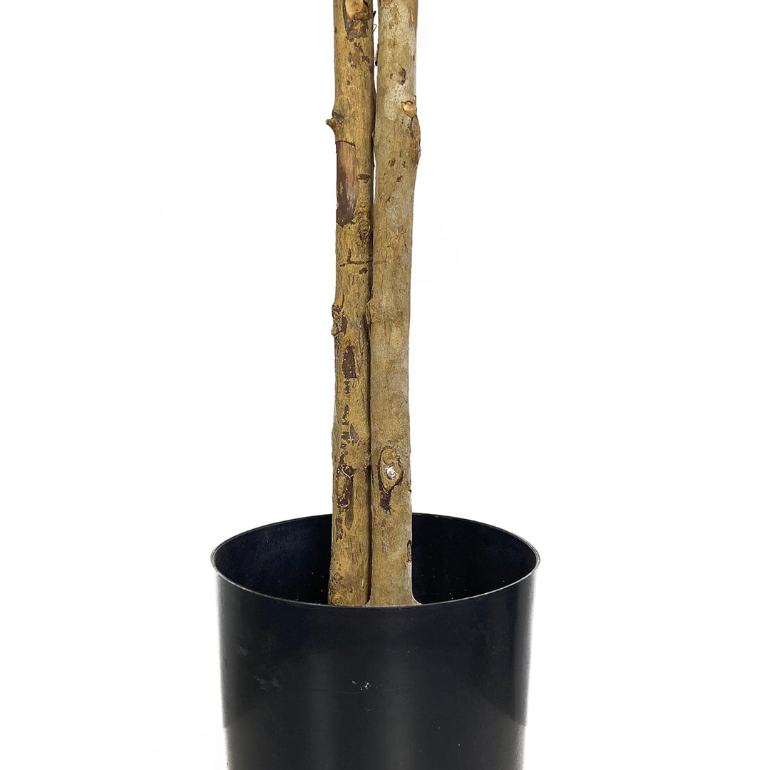 Coffee Tree