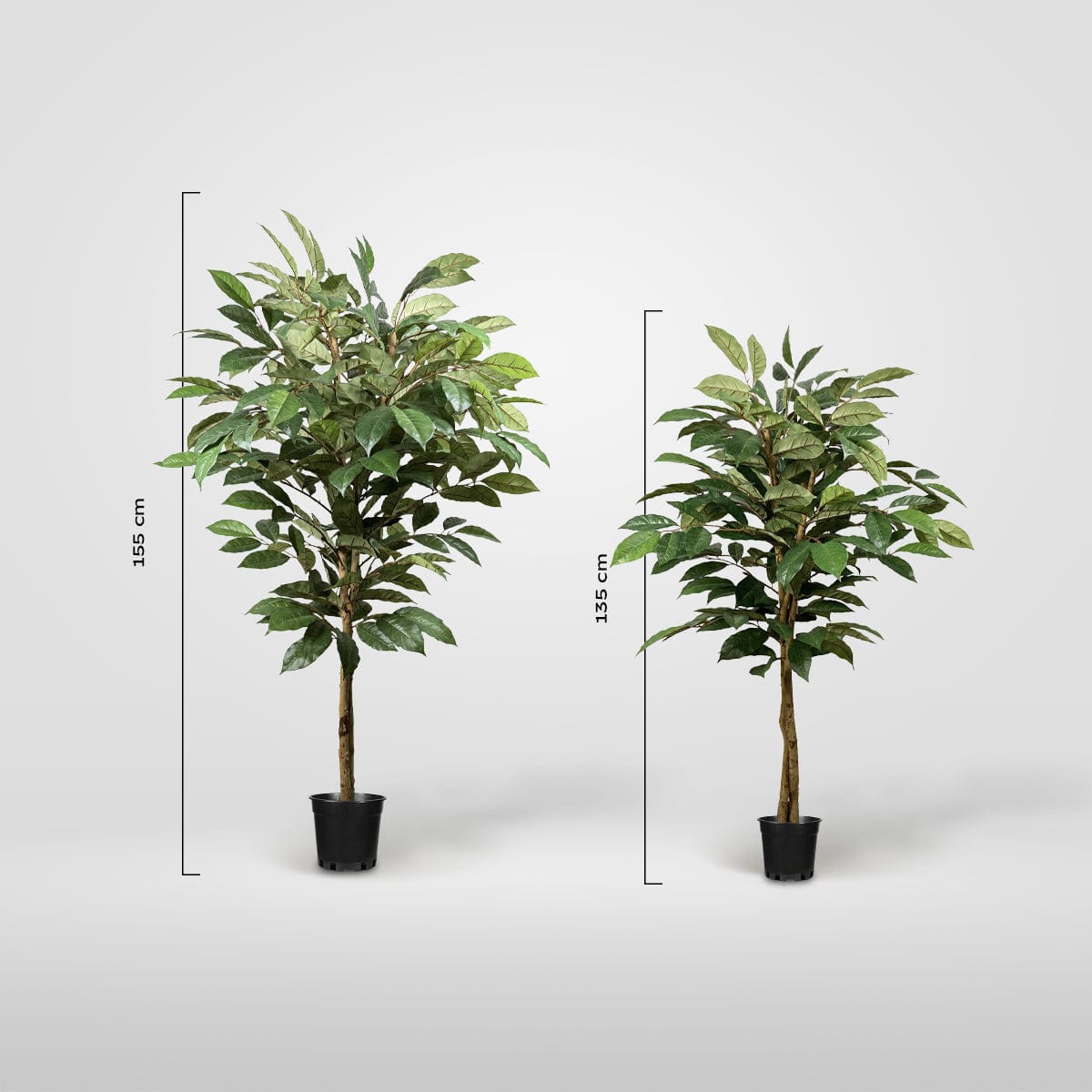 Coffee Tree