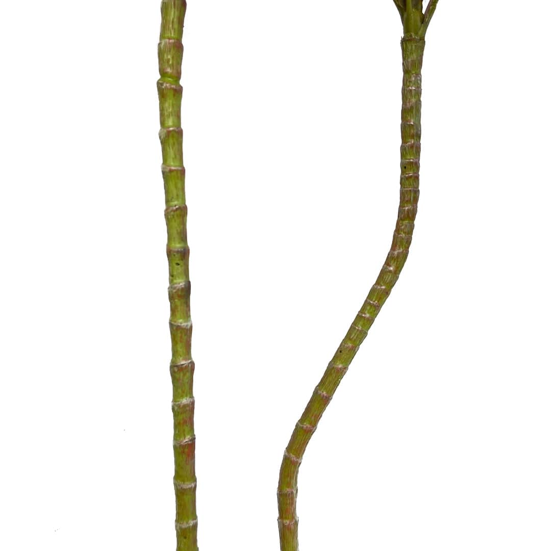Dracena Rossa