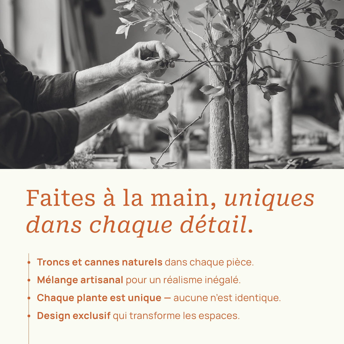 Monstera - extra 2