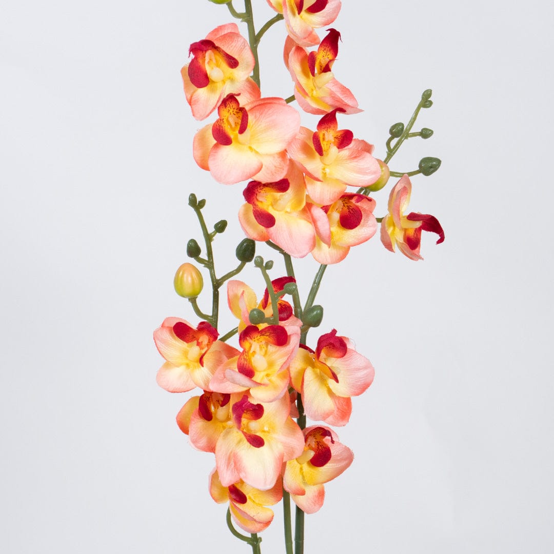 Single Orchidee Lachsfarben