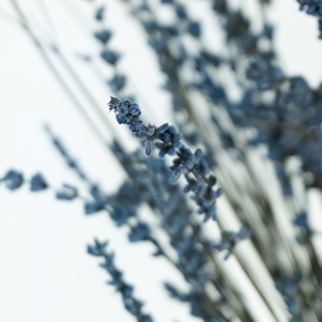 Ramo Lavanda Azul