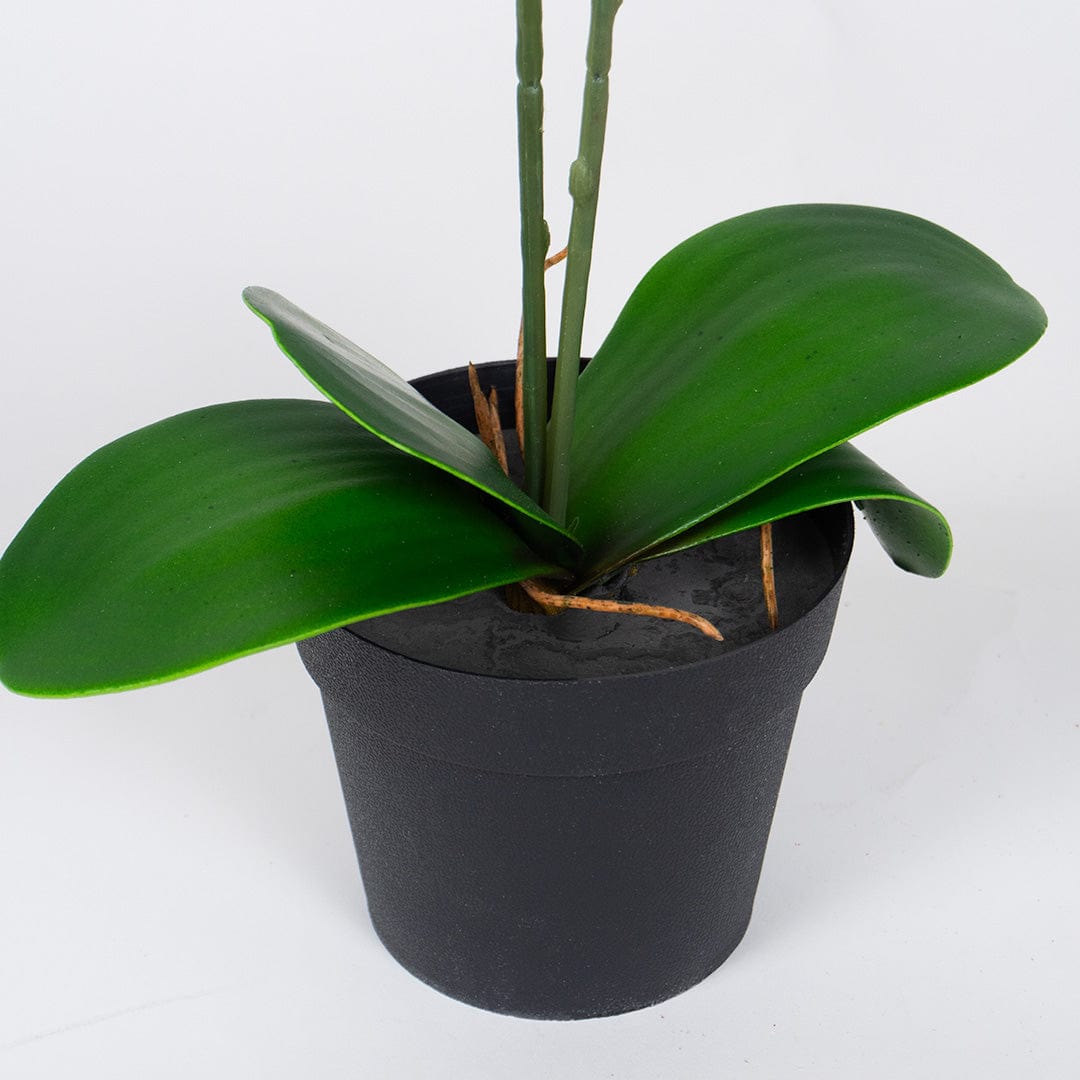 Single Orchidee Lachsfarben