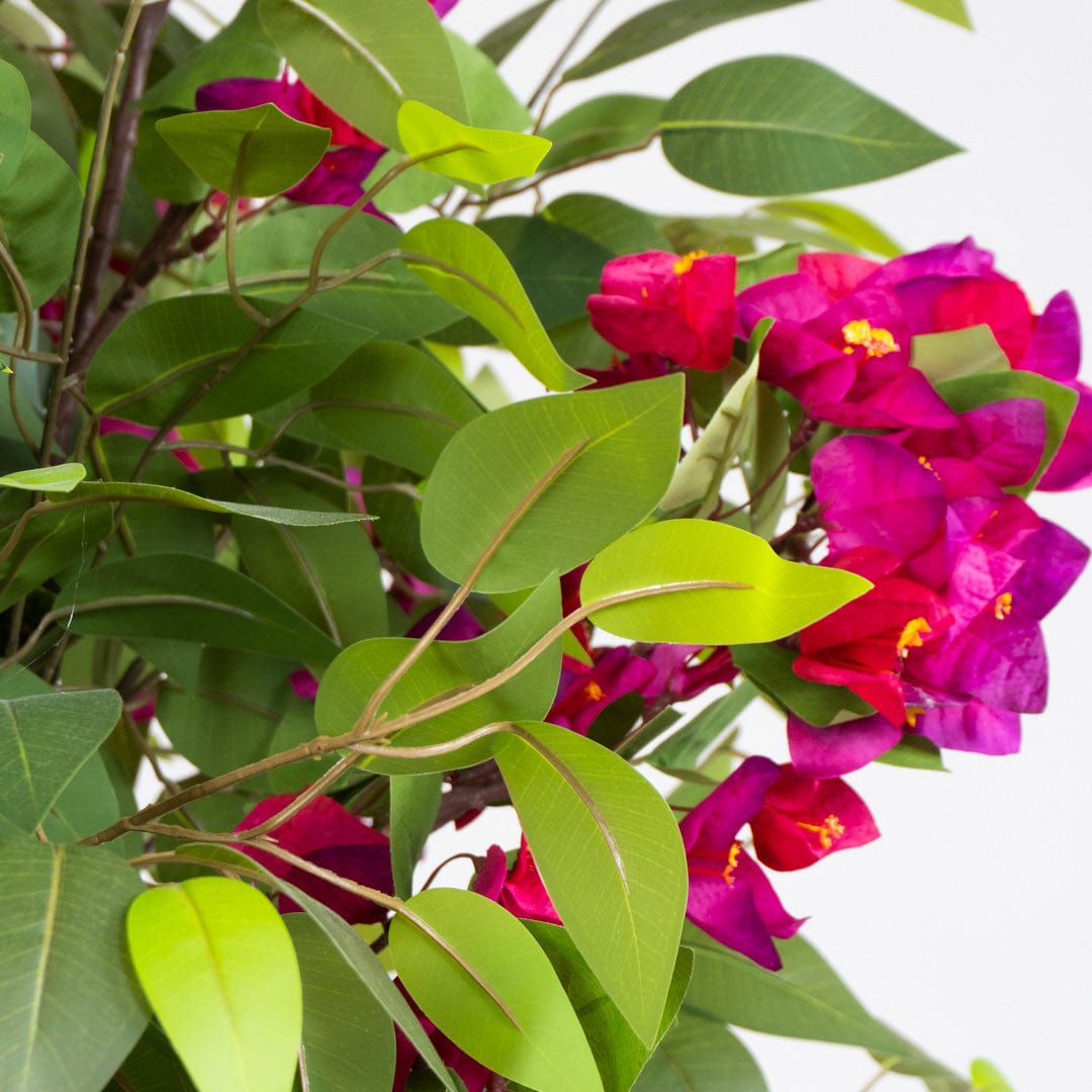 Wild Ficus Bougainvillea