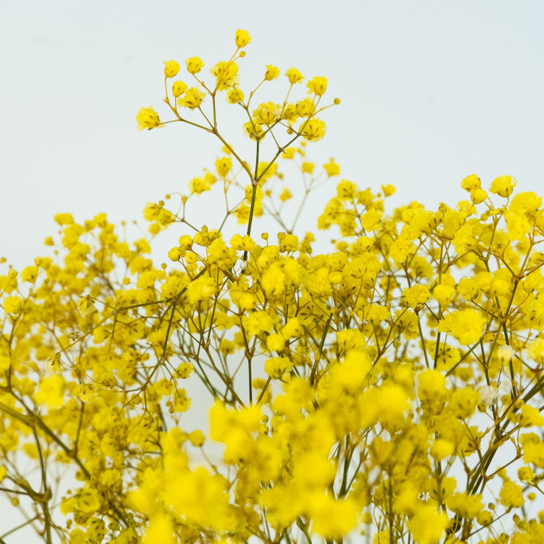 Ramo Gypso Amarillo