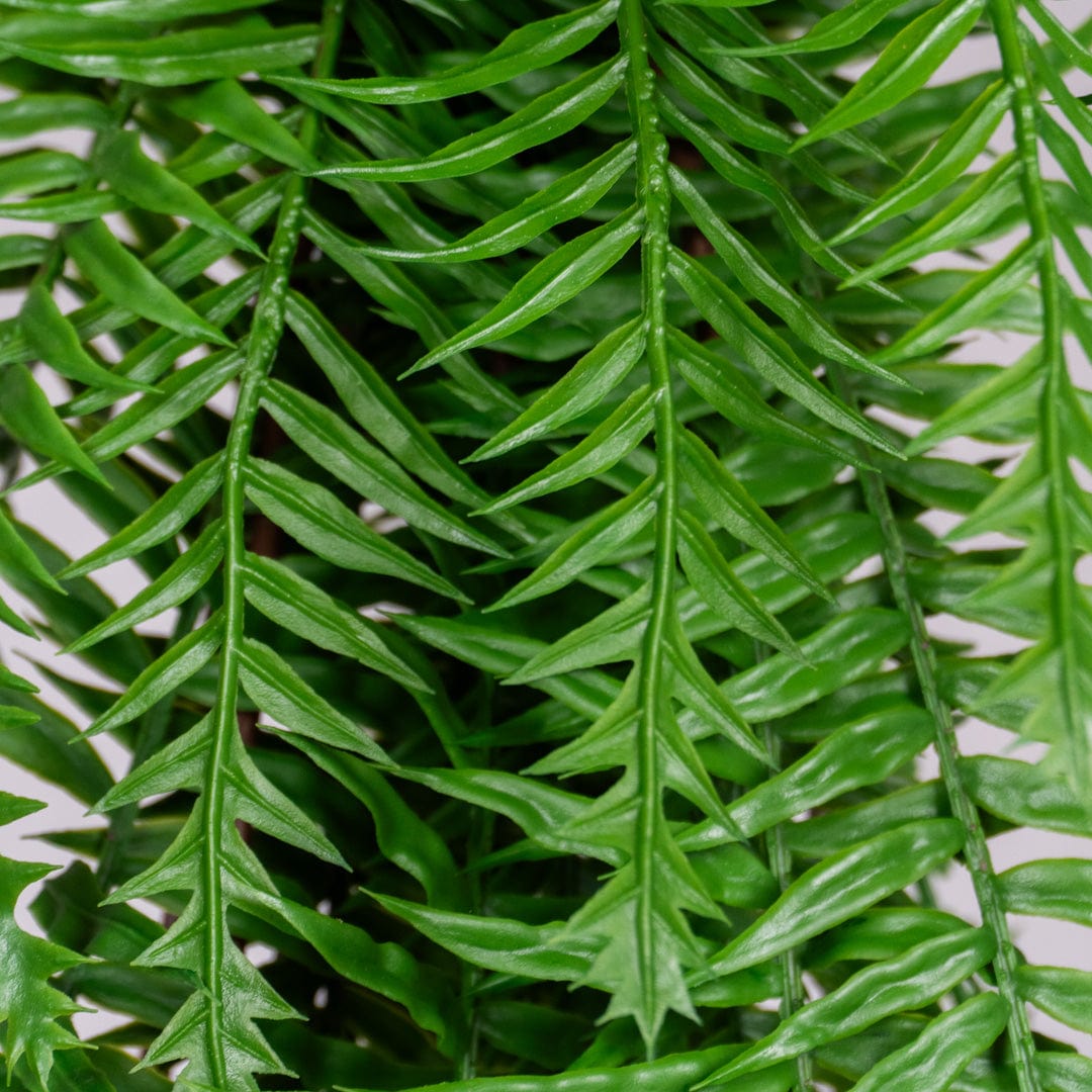 Hängender Grüner Farn