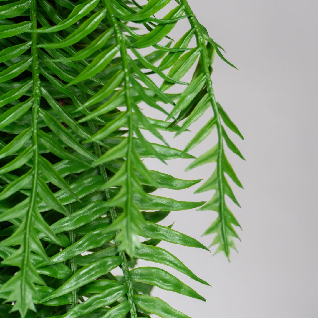 Hängender Grüner Farn