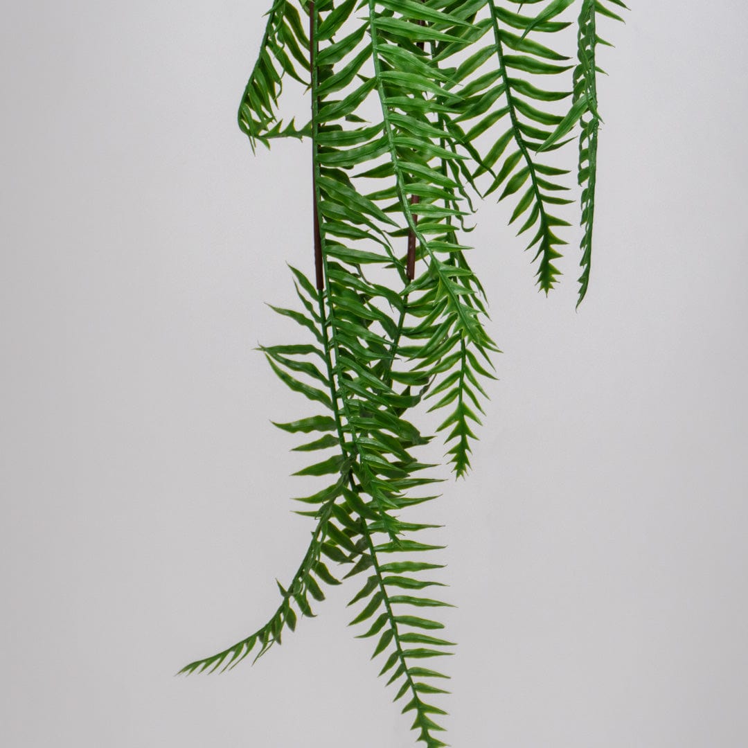 Hängender Grüner Farn