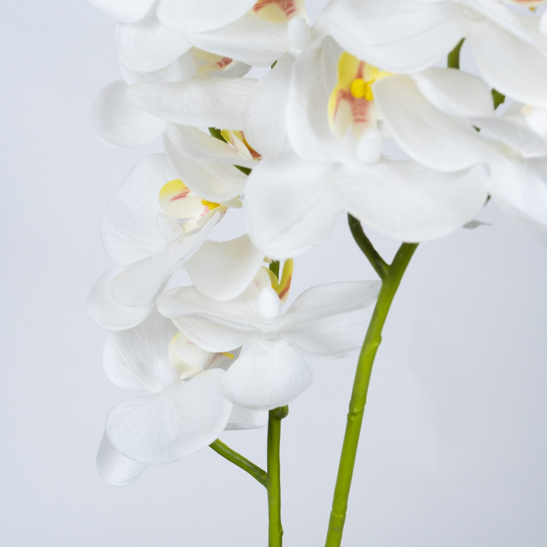 Duo Orchidee Weiß