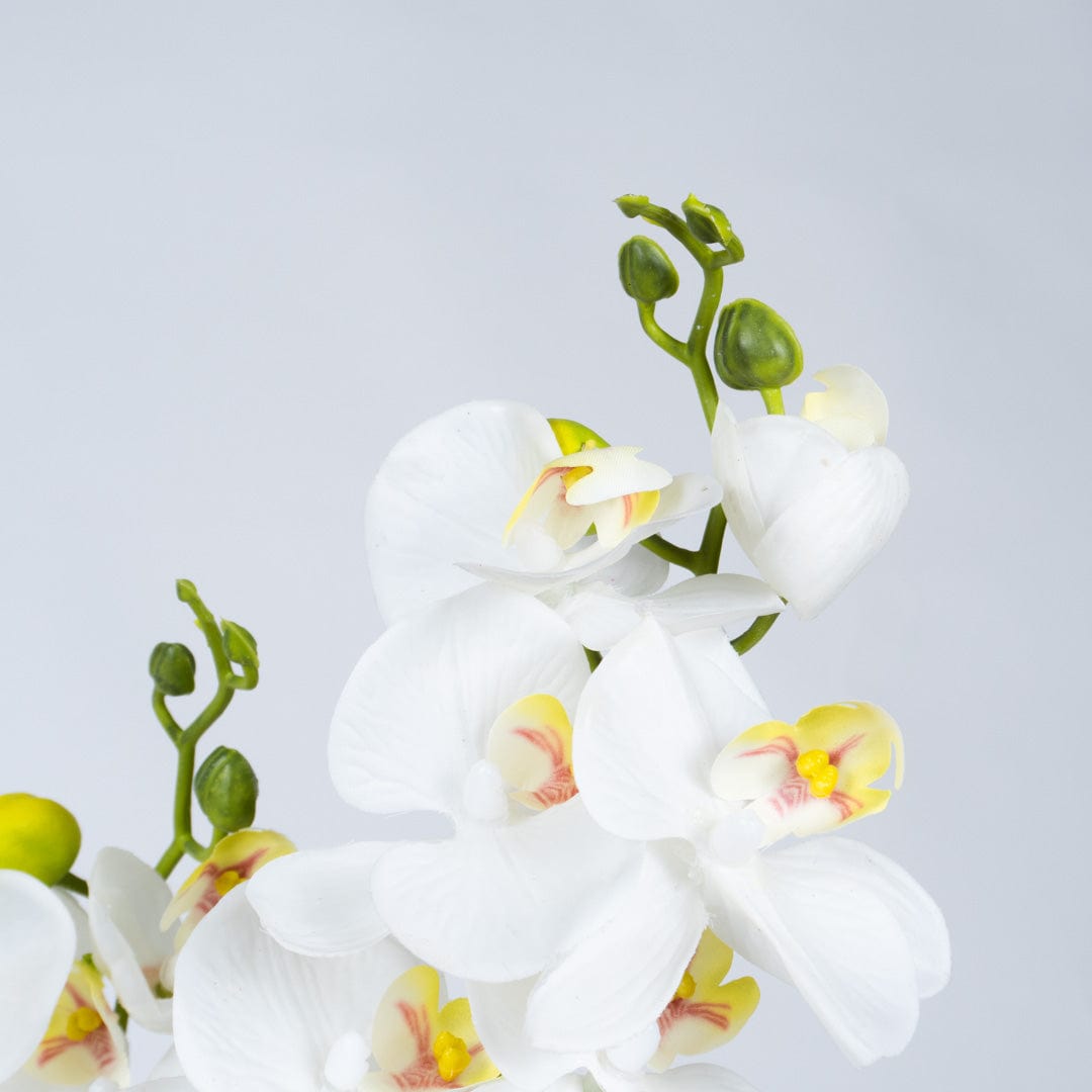Duo Orchidee Weiß