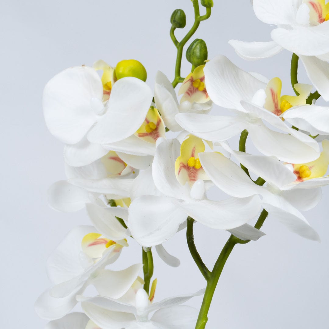 Duo Orchidee Weiß
