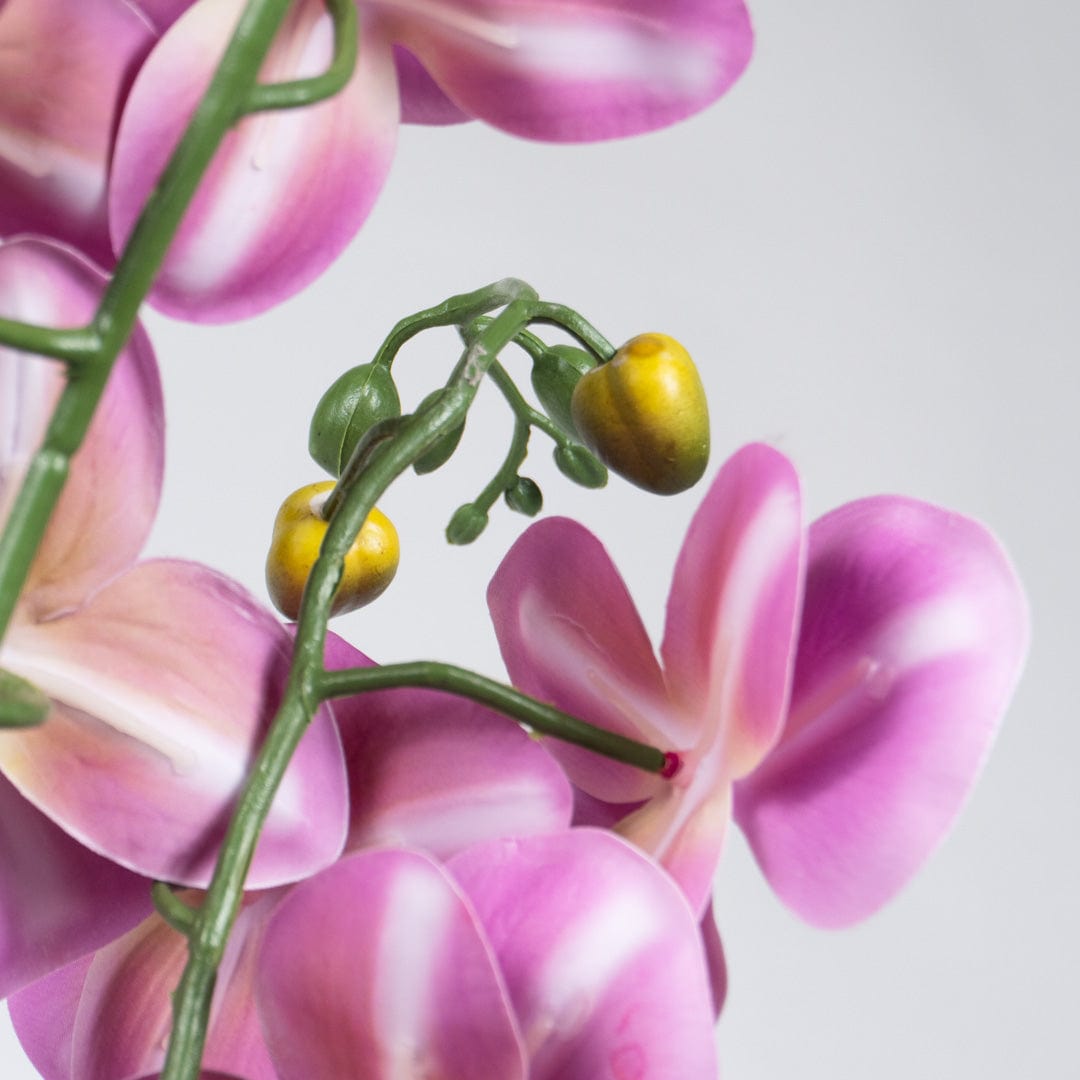 Duo Orchidee Fuchsia