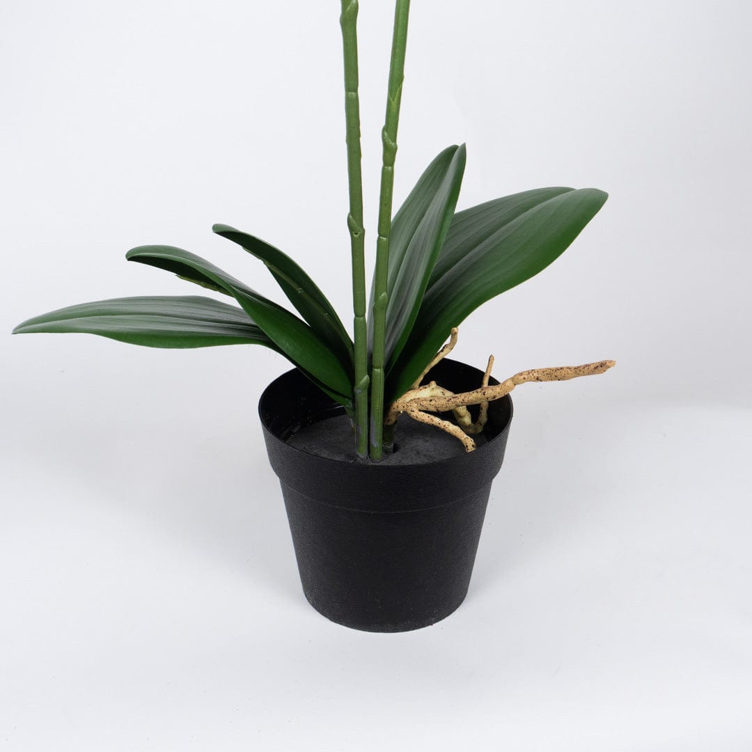 Duo Orchidee Fuchsia